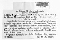 Leptostroma rubi image